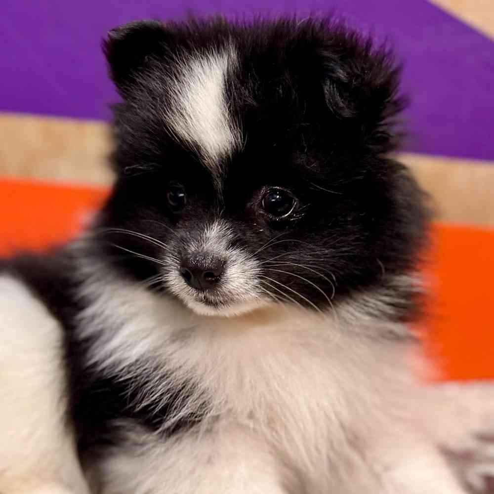 carousel pet images