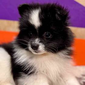 Pomeranian