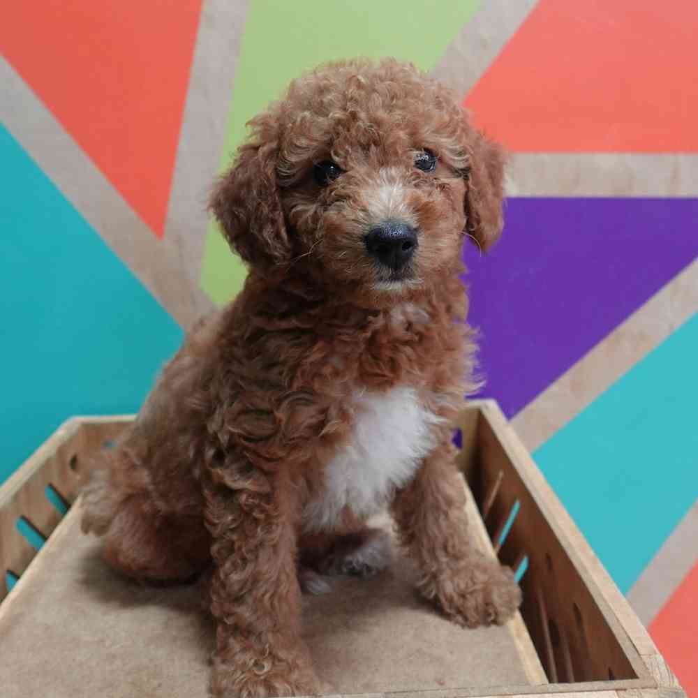 carousel pet images