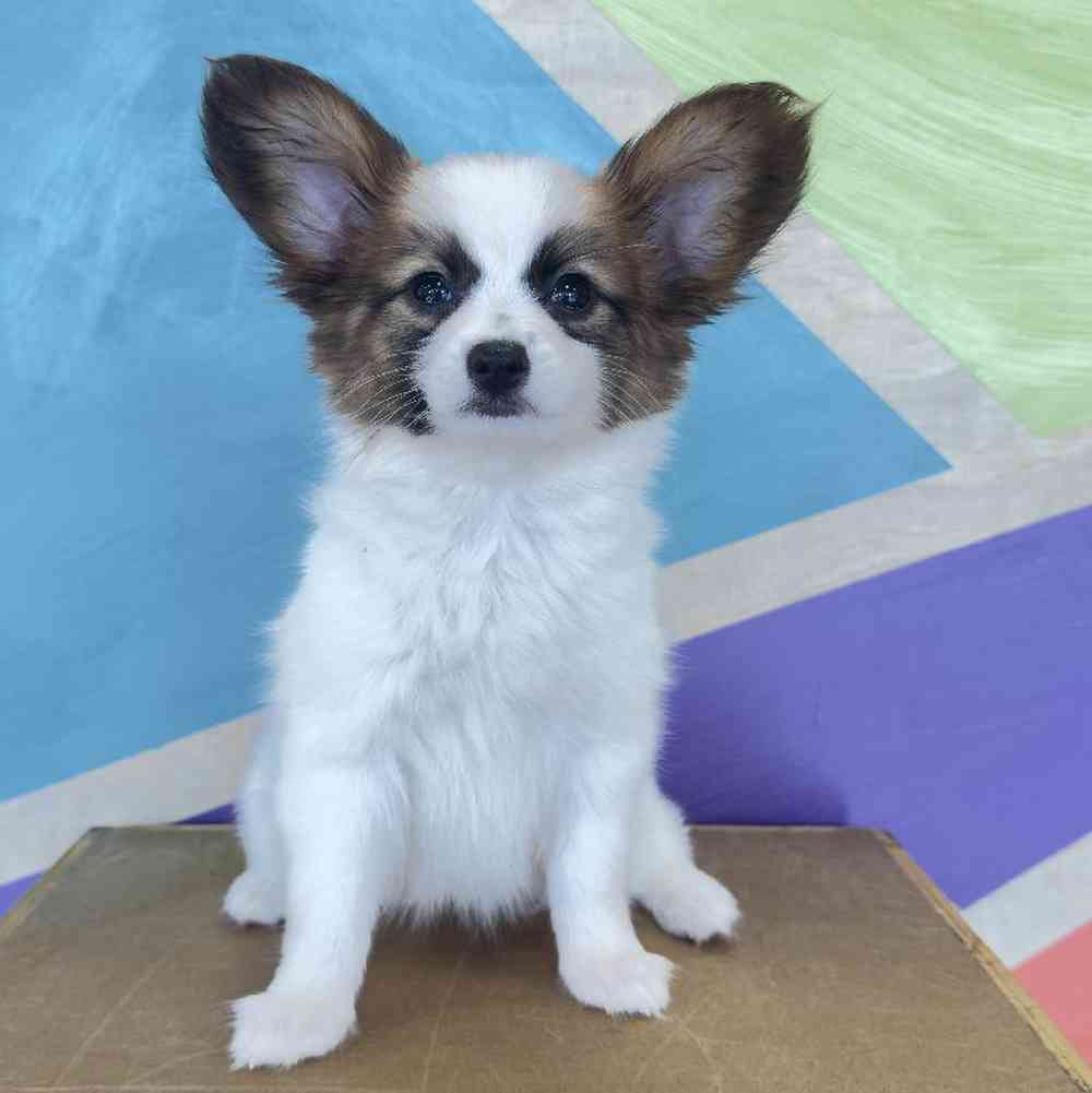 Image of a pet breed in the gallery