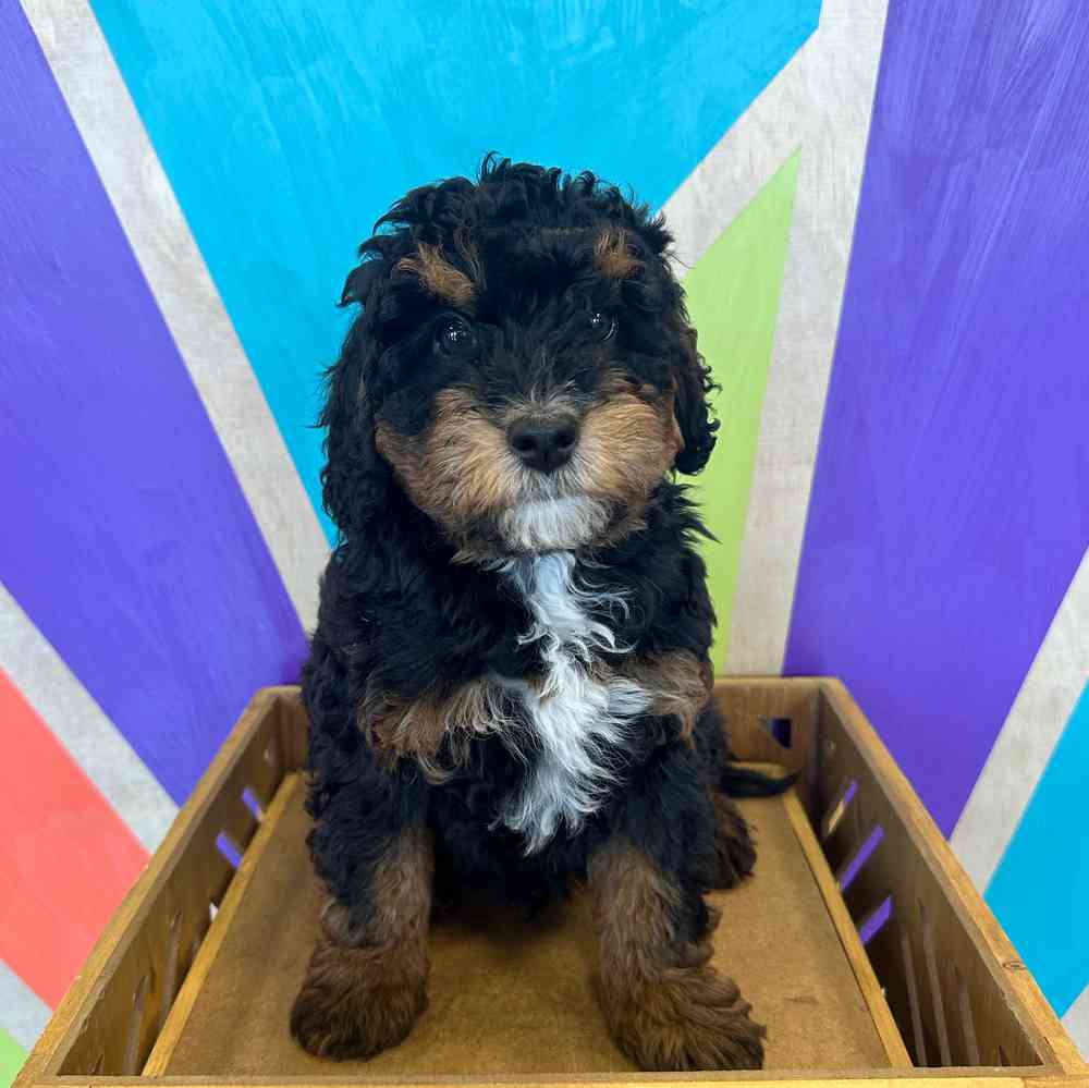 carousel pet images