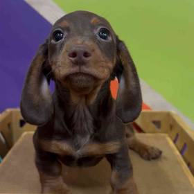 Mini Dachshund