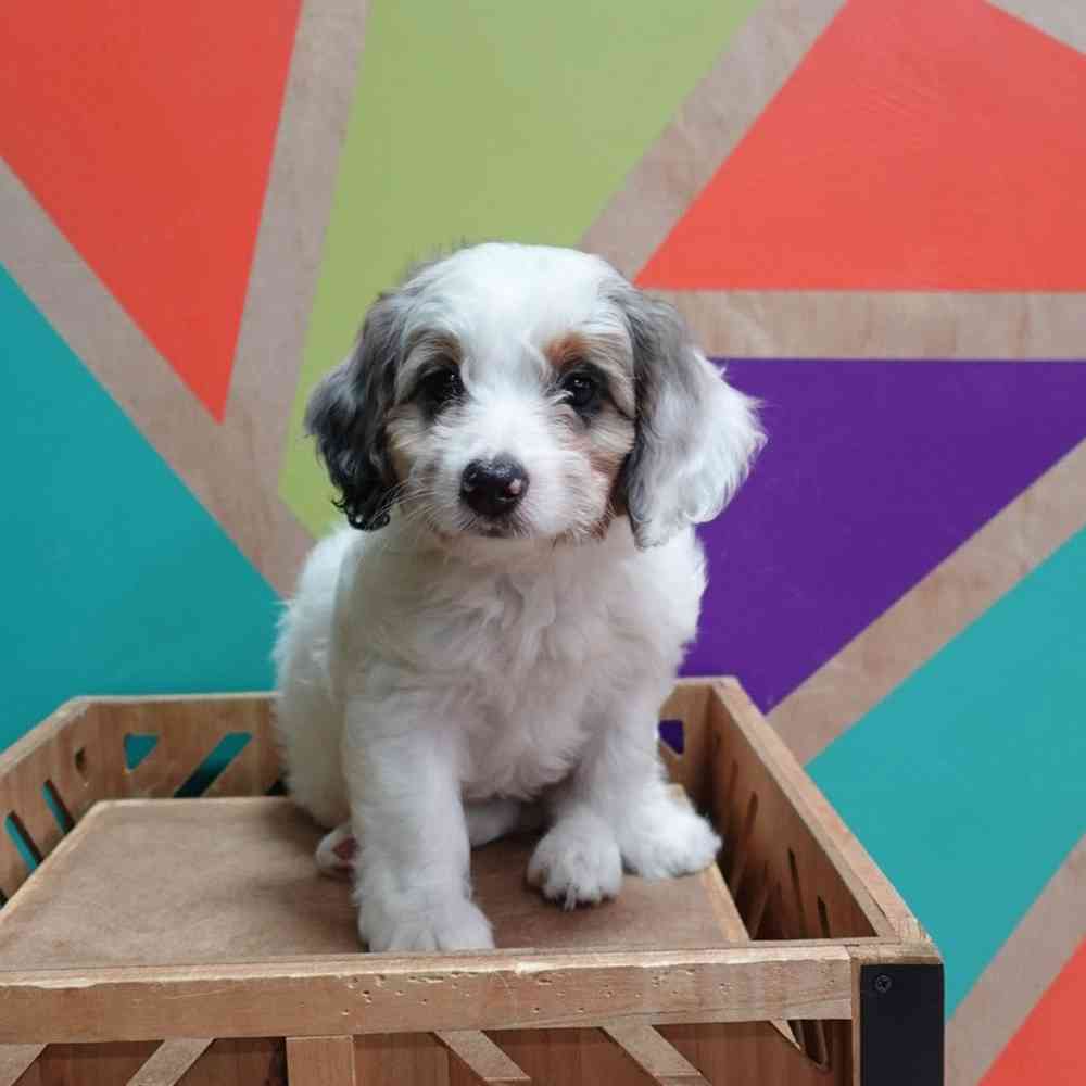 carousel pet images