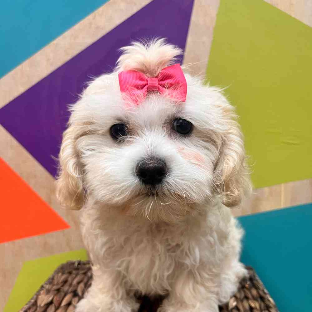 Image of a pet breed in the gallery