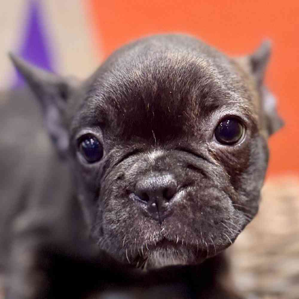 Image of a pet breed in the gallery