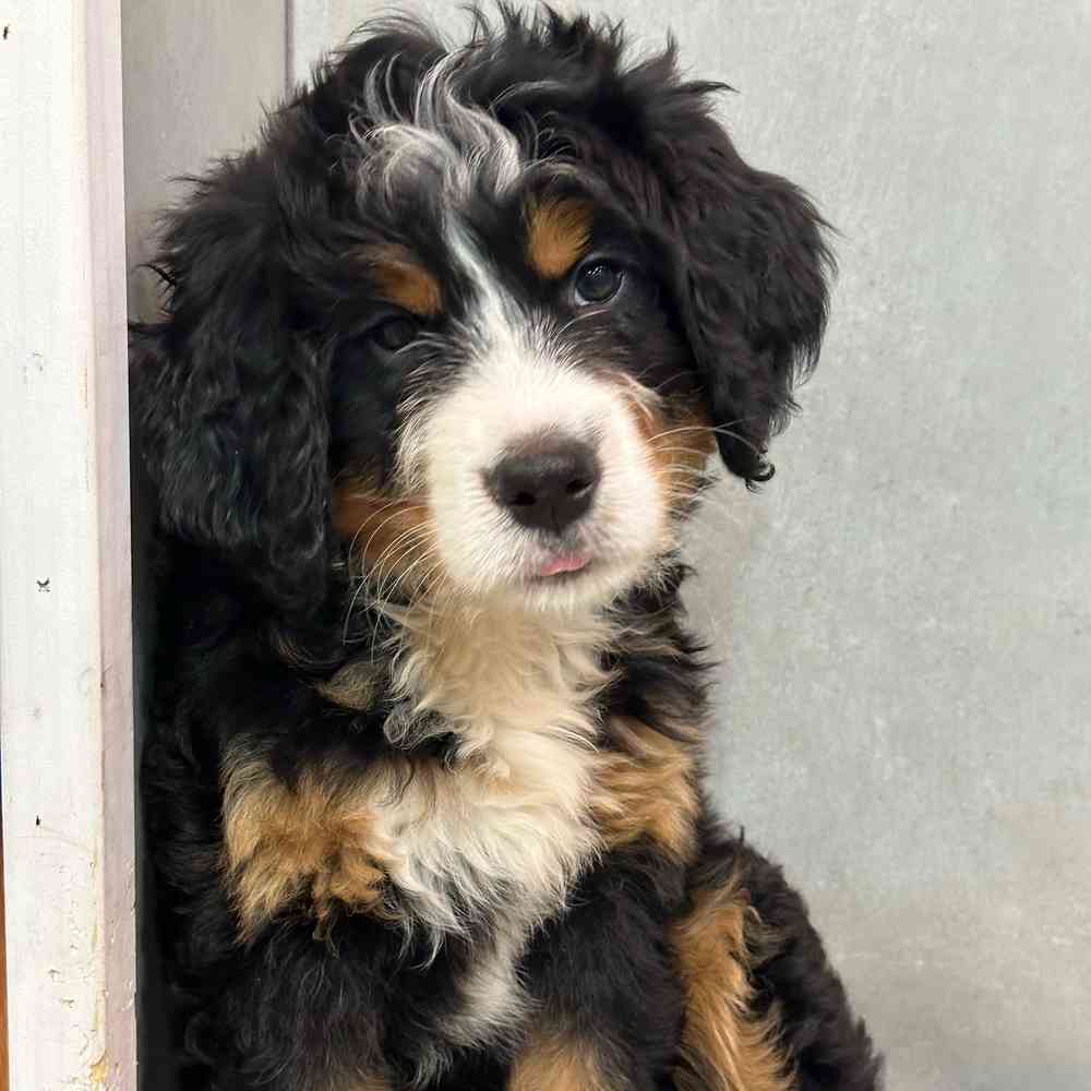 carousel pet images