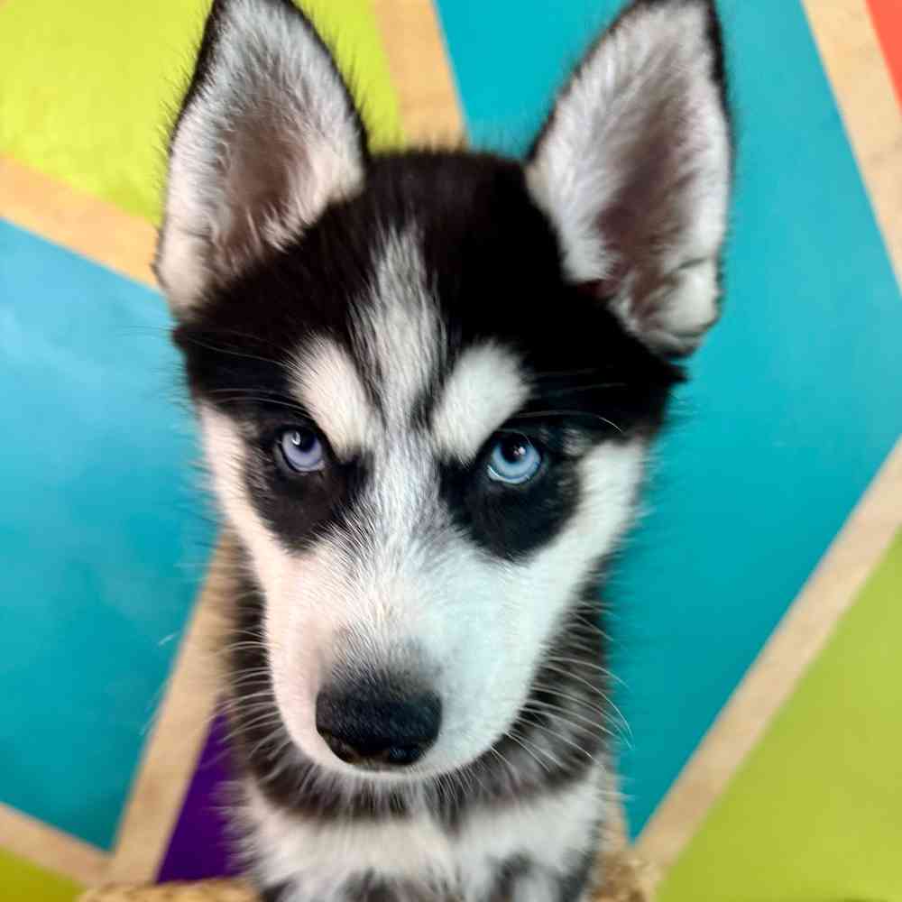 carousel pet images
