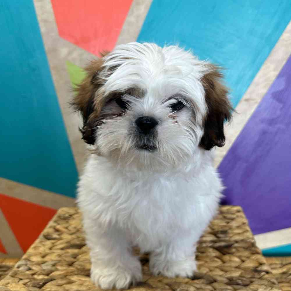 carousel pet images