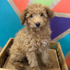 Mini Poodle