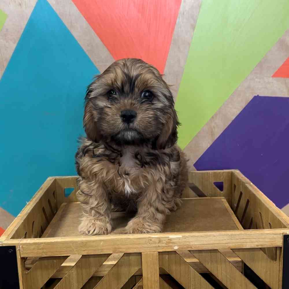 carousel pet images