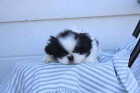 Pekingese