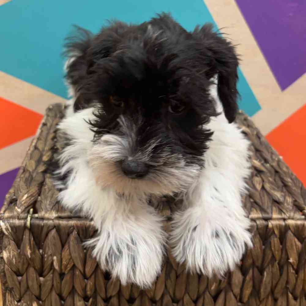 carousel pet images