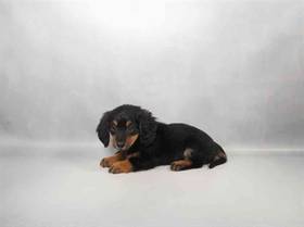 Dachshund
