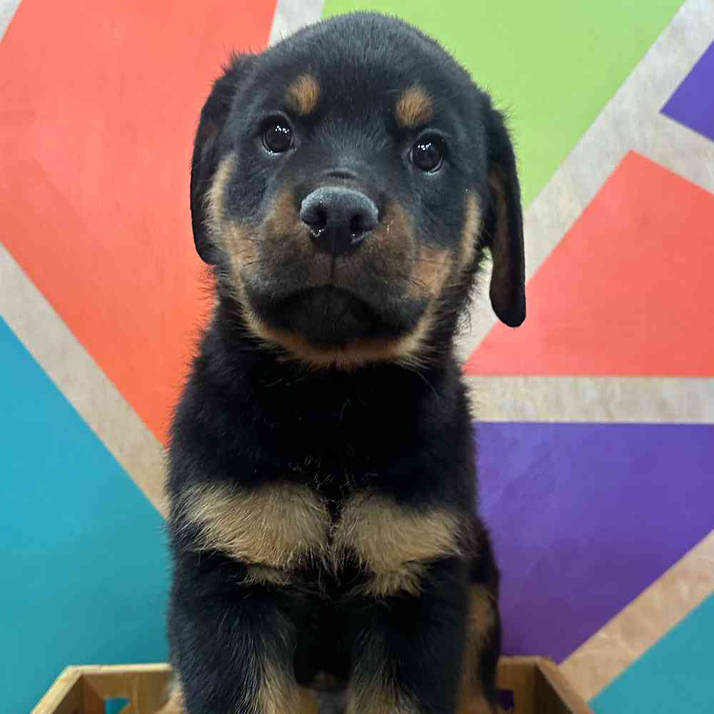 Image of a pet breed in the gallery