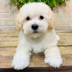 Bichon-Poodle