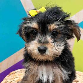 Yorkie