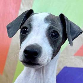 Italian Greyhound