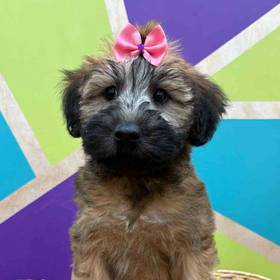 Soft Coated Wheaten Terrier