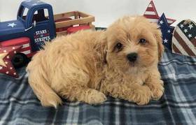 Lhasa-Poo
