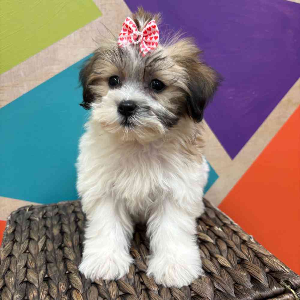 carousel pet images