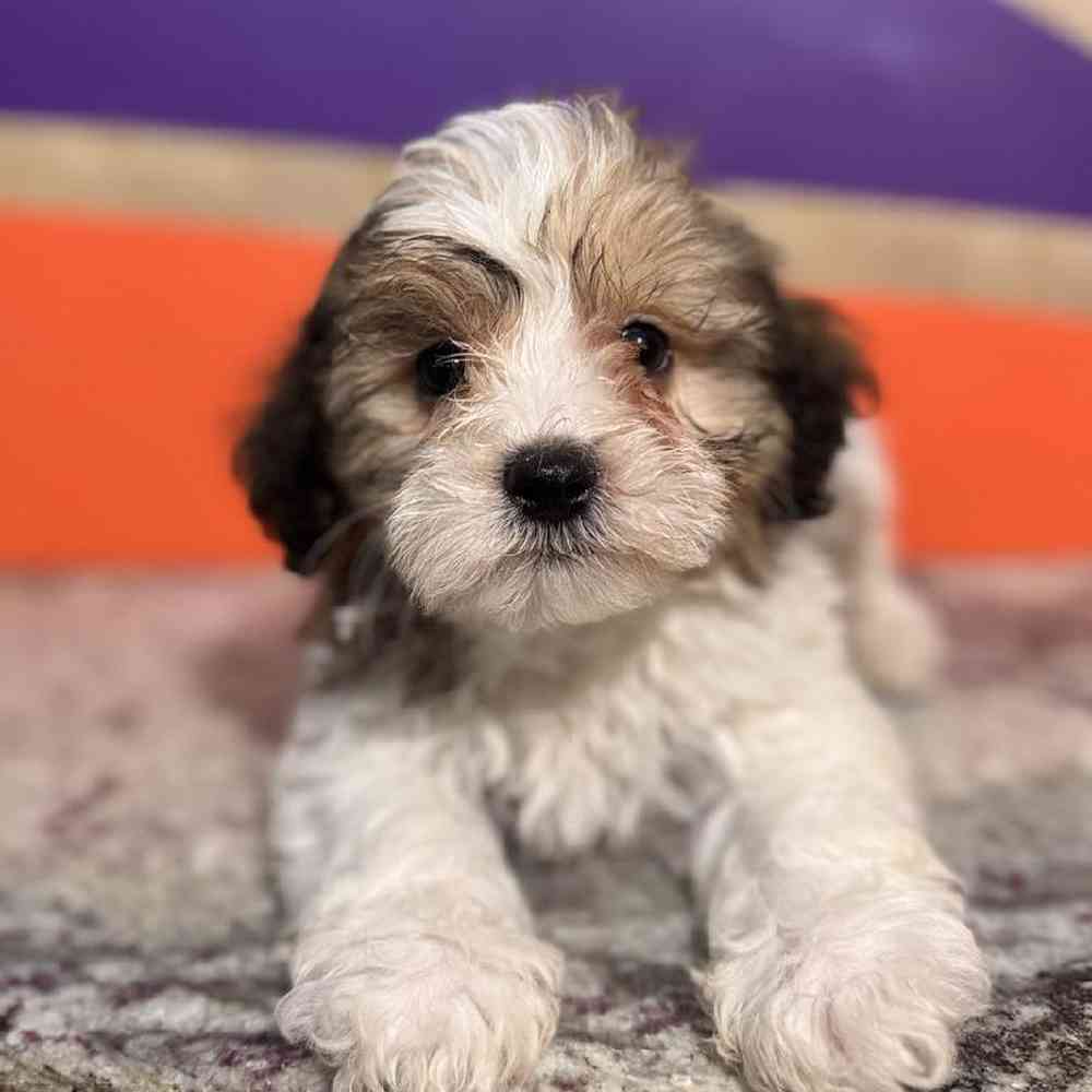 carousel pet images