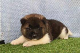 Akita