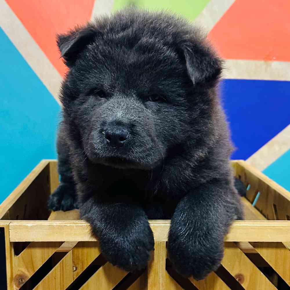 Cheap female chow chow puppies for sale Shop