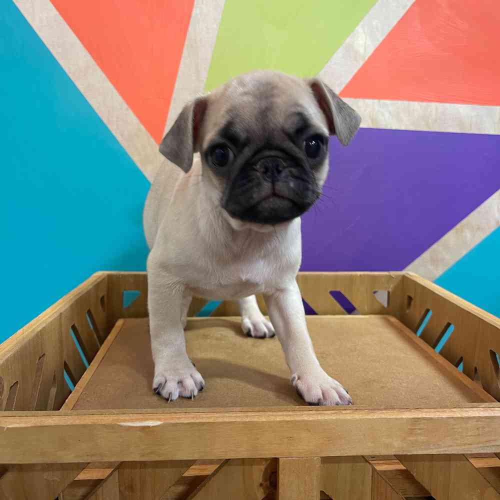 carousel pet images