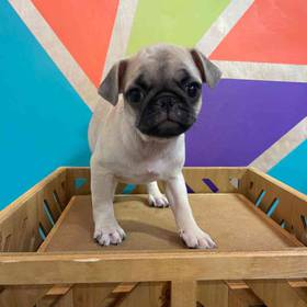 Pug