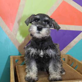 Mini Schnauzer