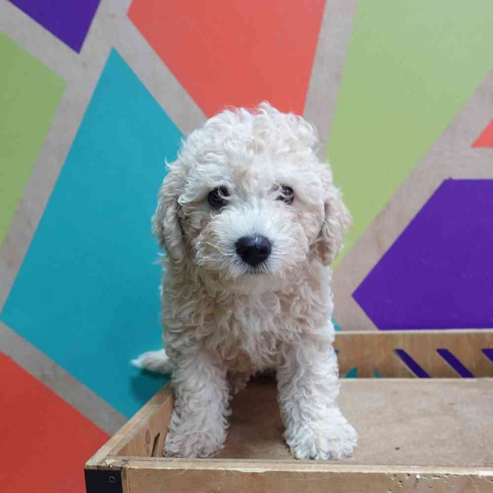 carousel pet images