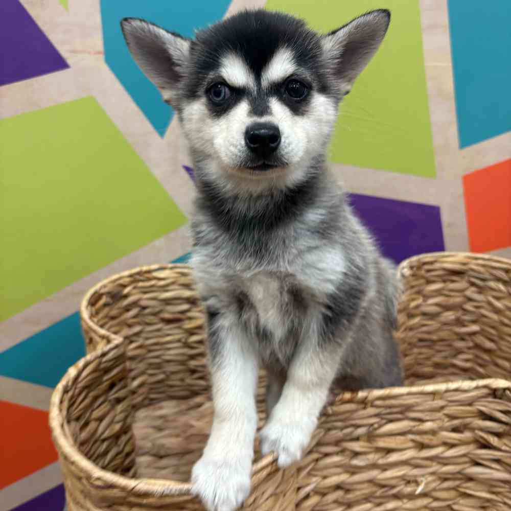 carousel pet images