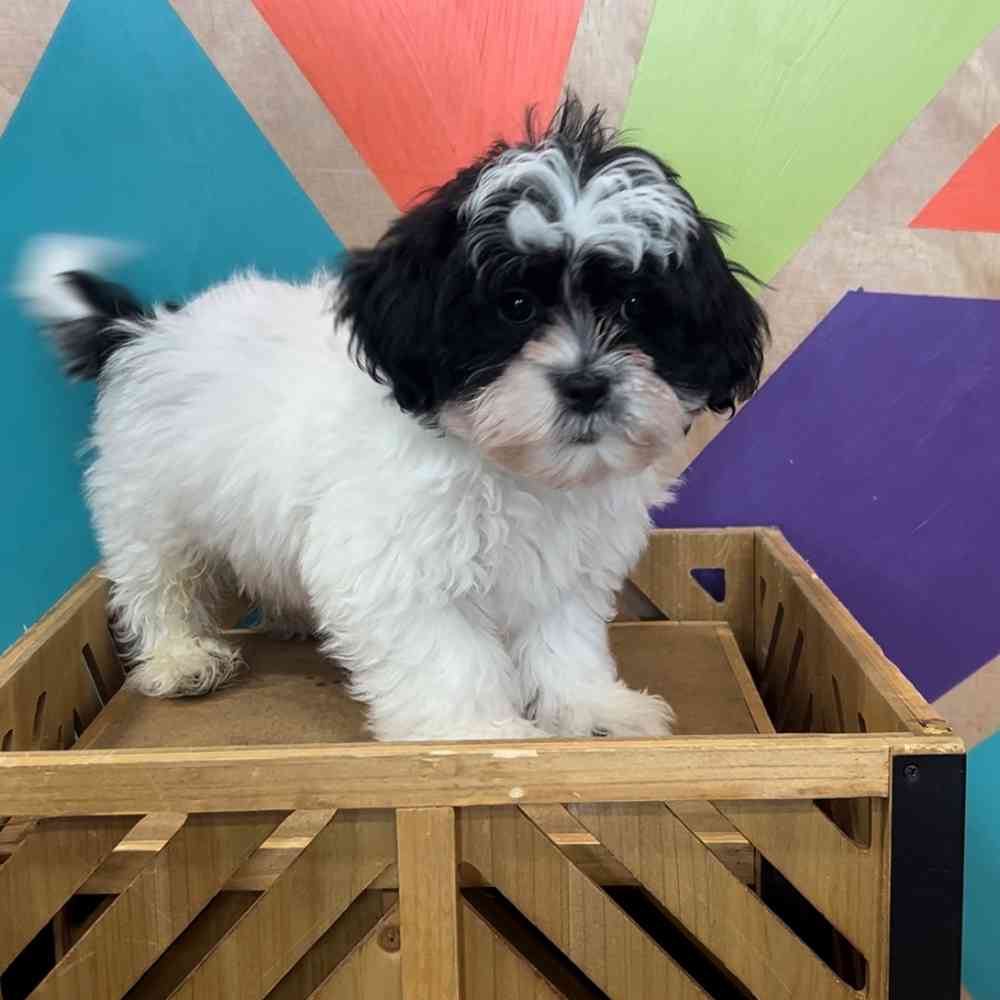 pet breed image