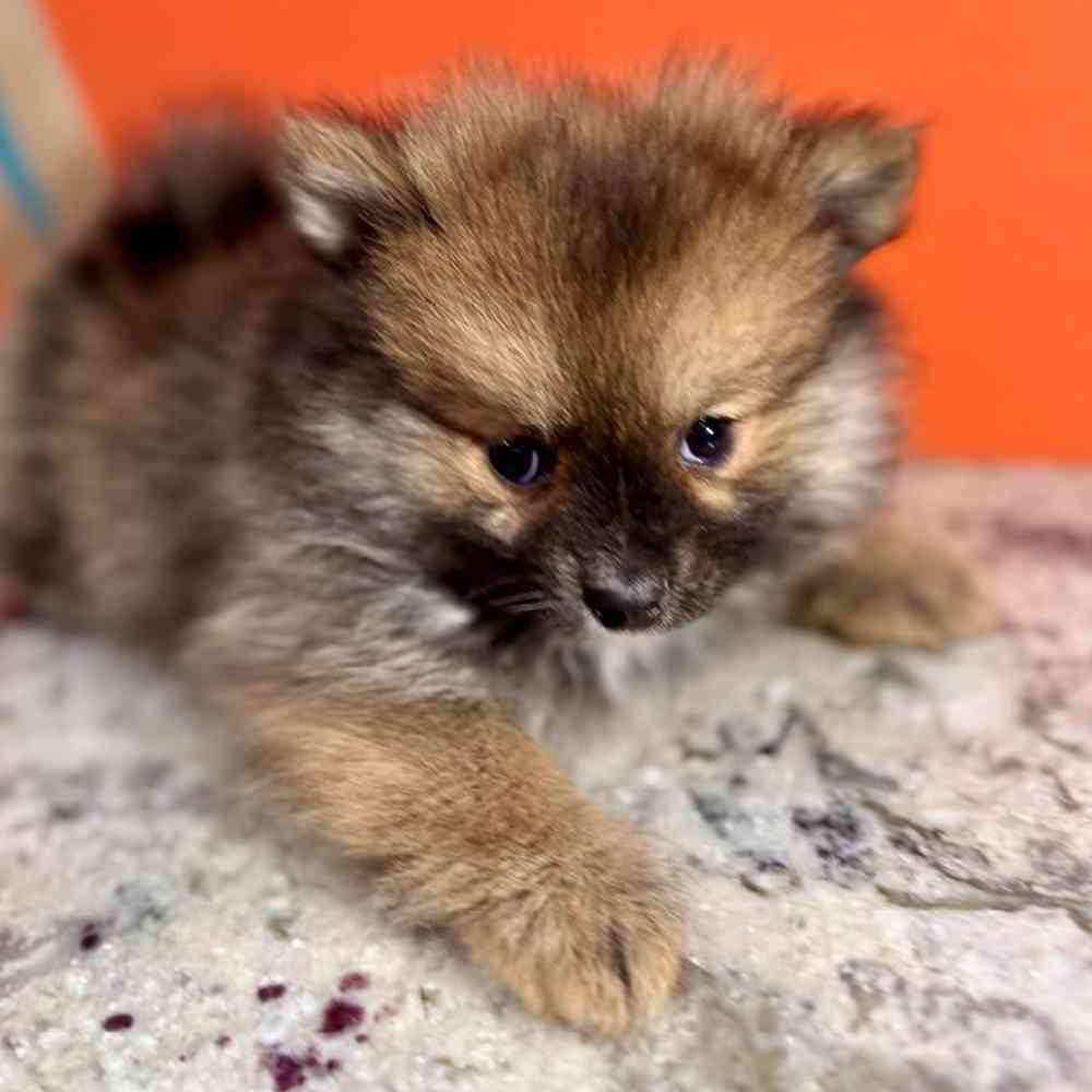 Image of a pet breed in the gallery