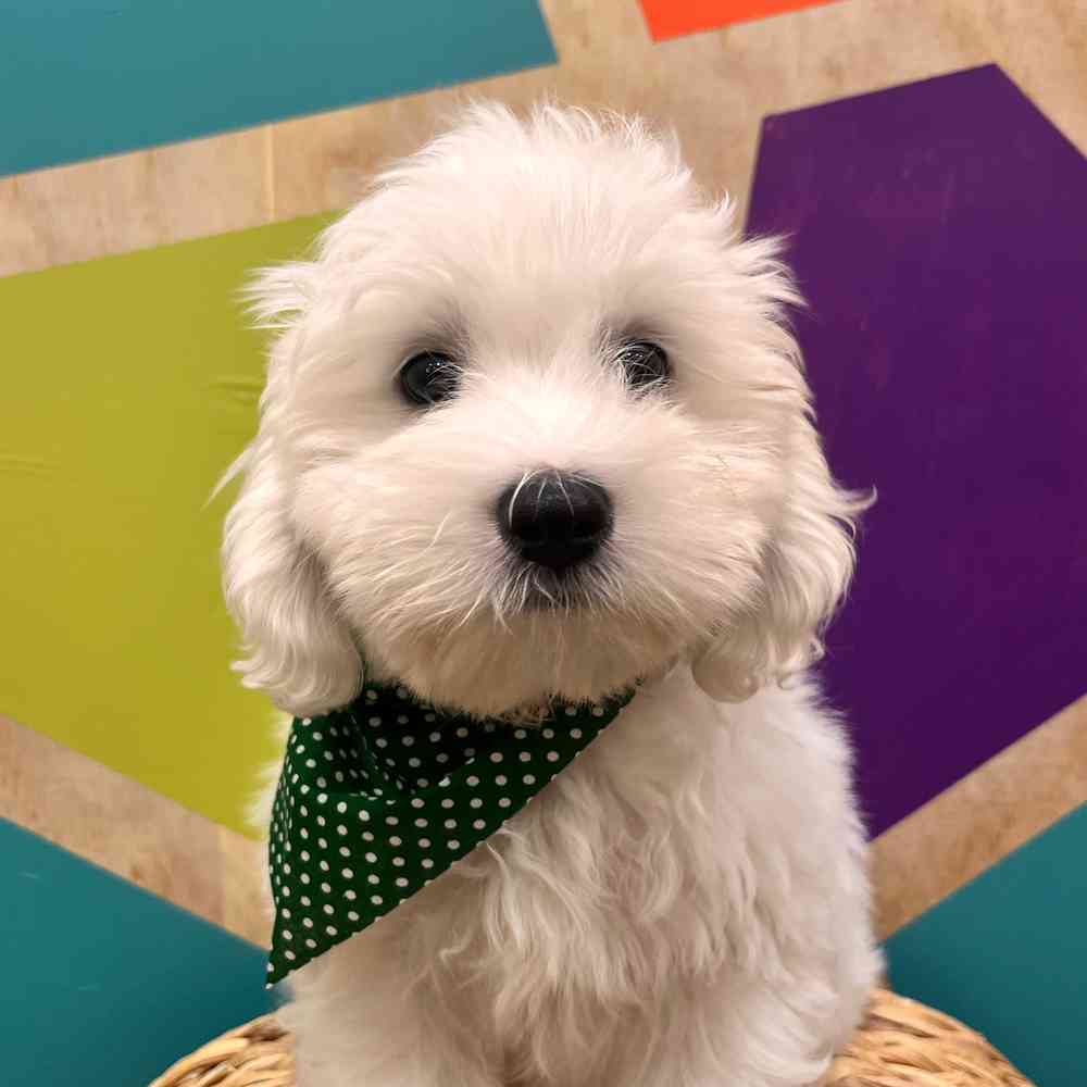 pet breed image