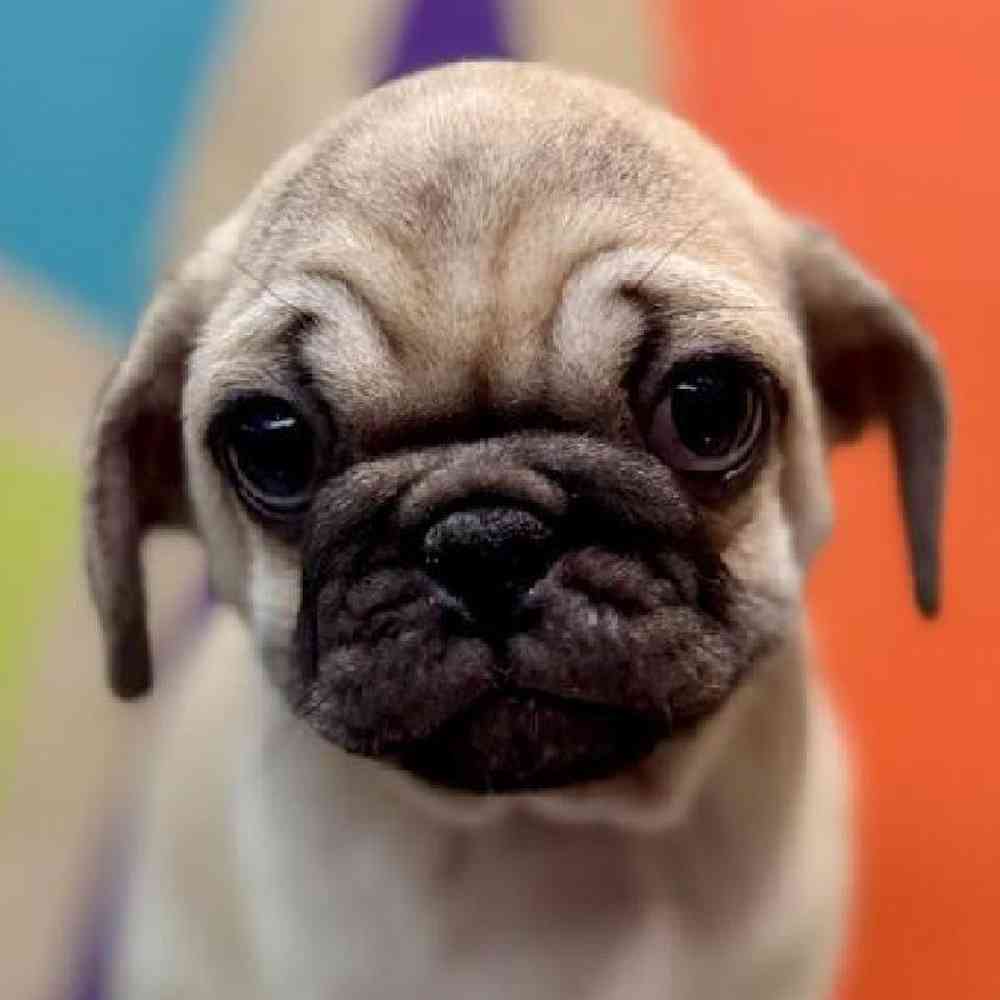 pet breed image
