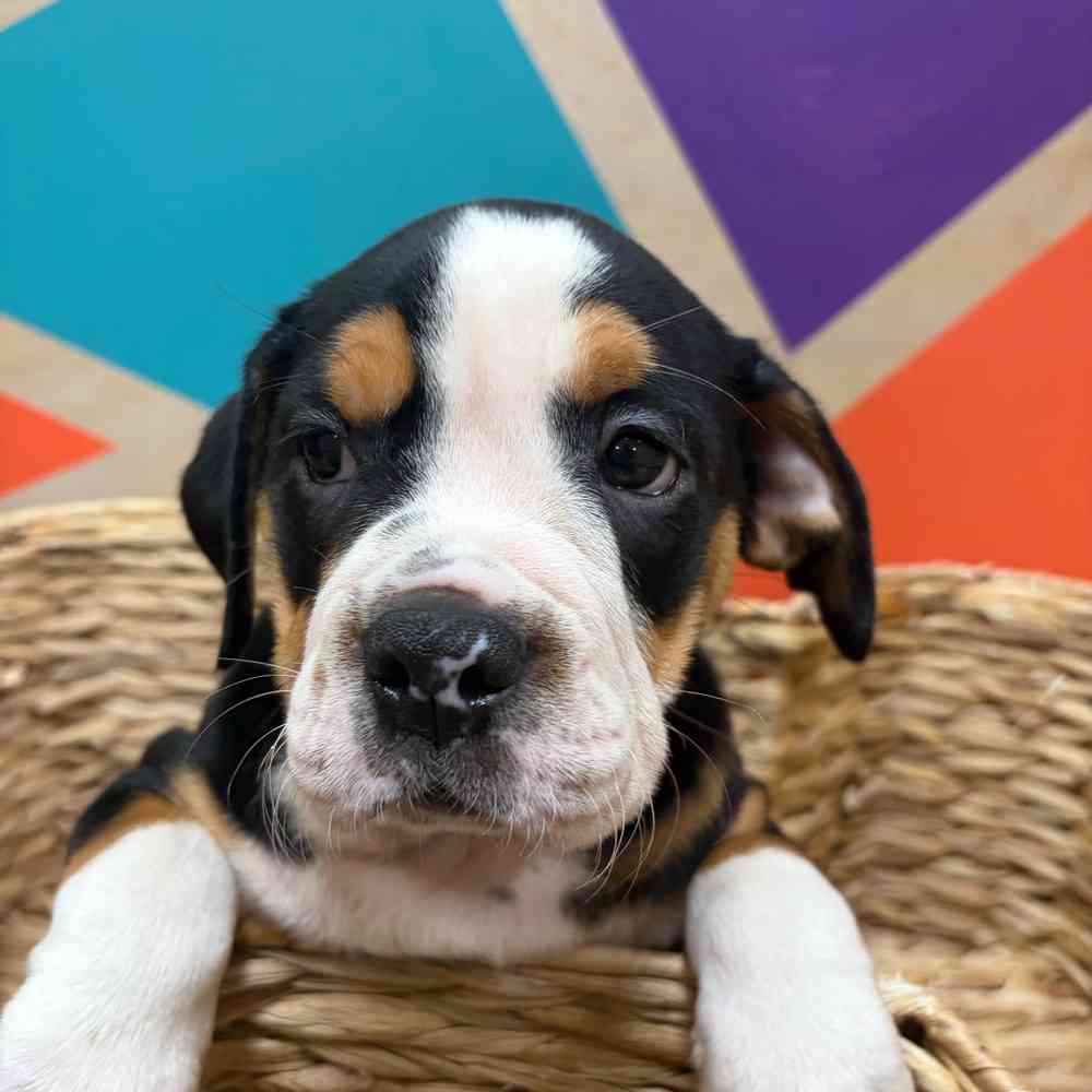 carousel pet images