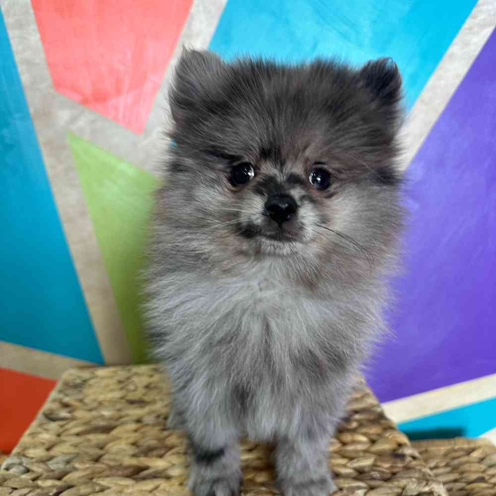 Image of a pet breed in the gallery