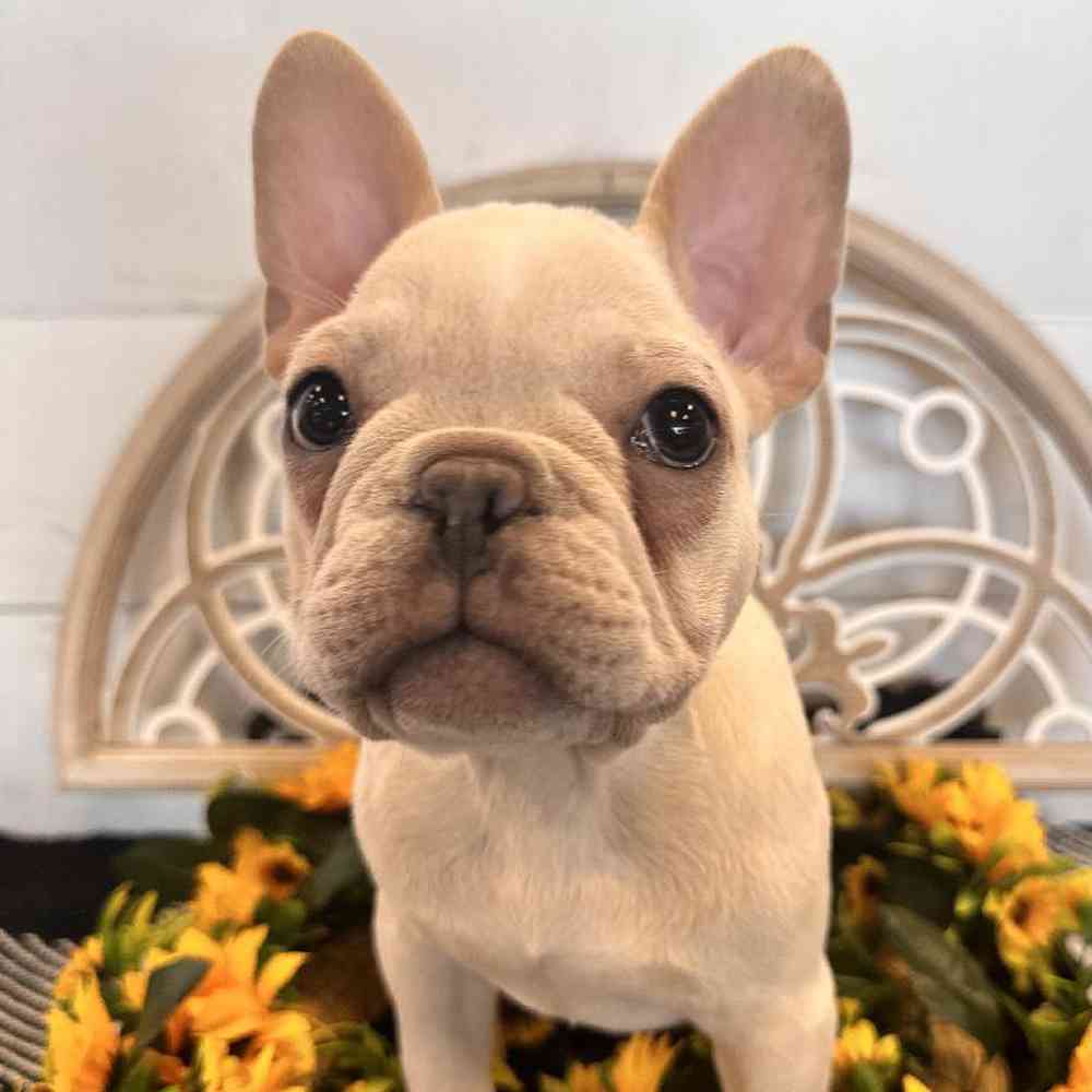 Male French Bulldog Puppy for Sale in Joplin, MO
