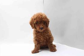 Mini Poodle
