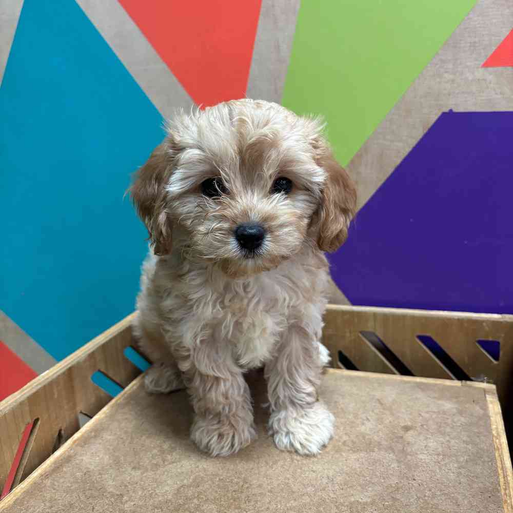 carousel pet images