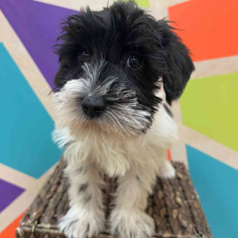 carousel pet images