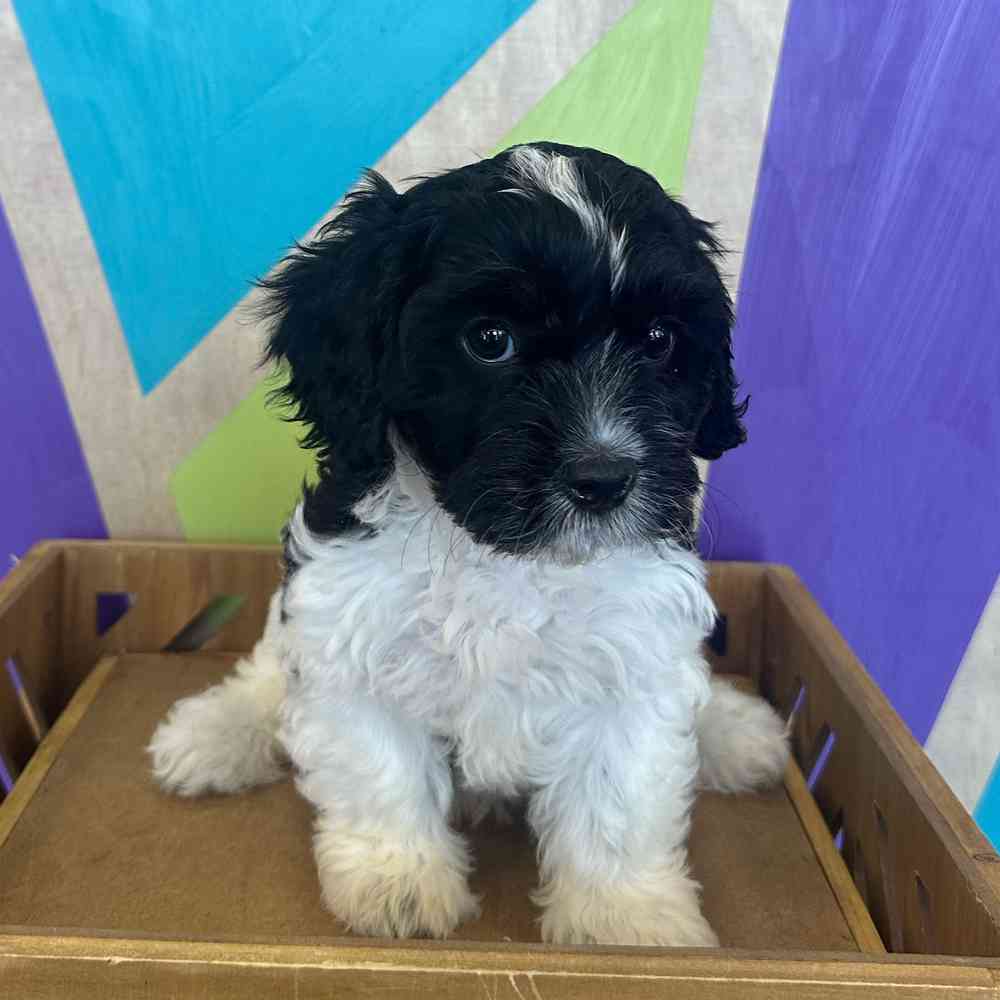 carousel pet images