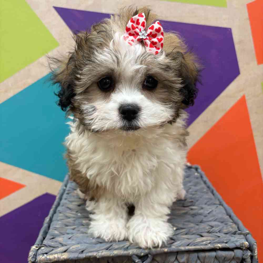 carousel pet images