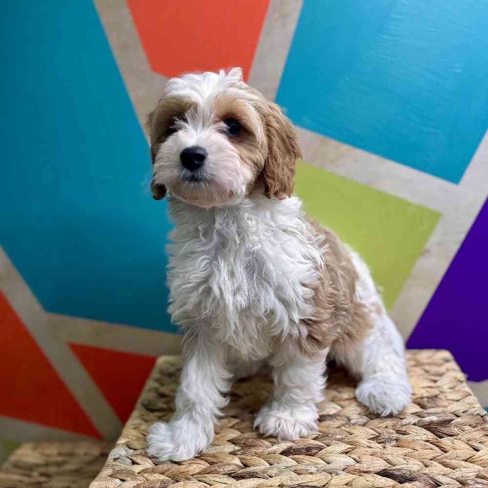 carousel pet images