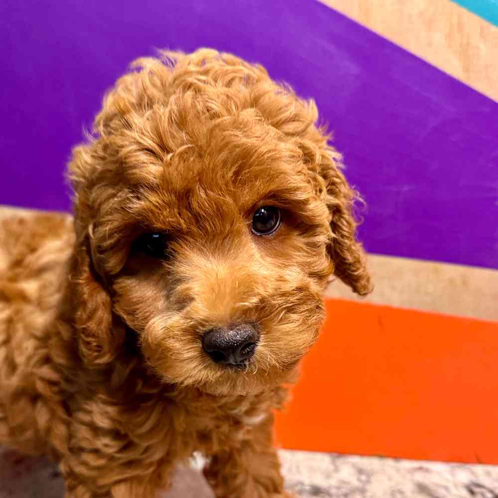 carousel pet images