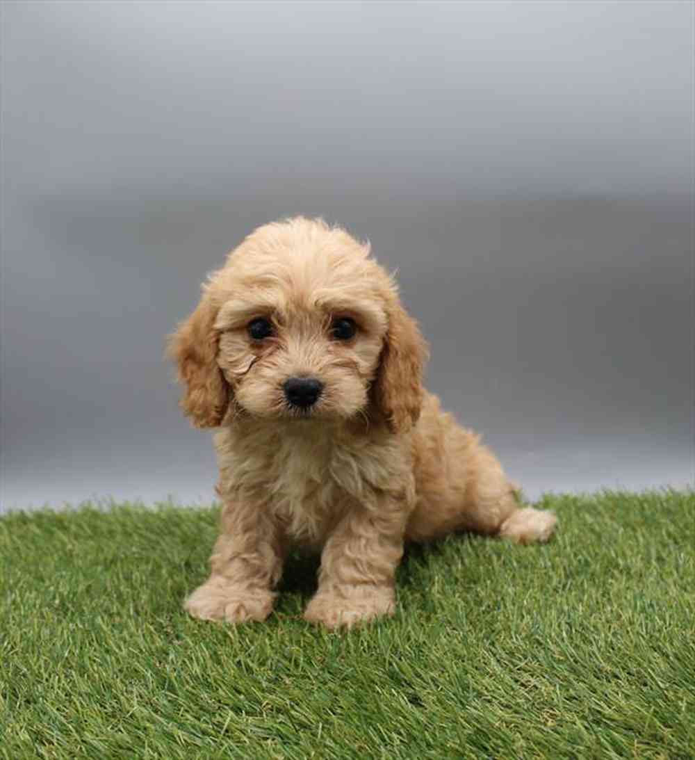 carousel pet images