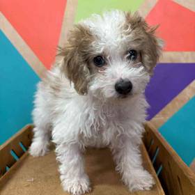 BichonPoo