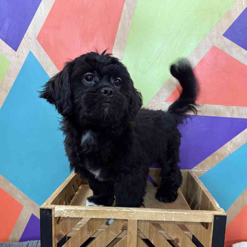 pet breed image