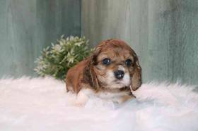Cocker Spaniel